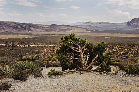 tree near mountain range under cumulus cloud thumbnail