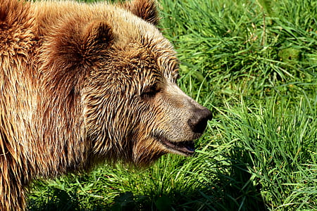 closeup photo of brown bear thumbnail