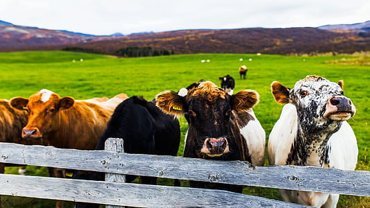 group of cows inside barn thumbnail