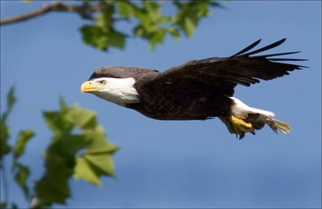 black and white bald eagle thumbnail
