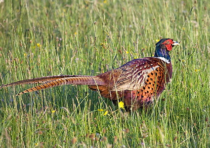 brown and black bird on green grass field thumbnail