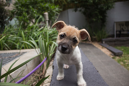 white and brown puppy near green plant during daytime thumbnail