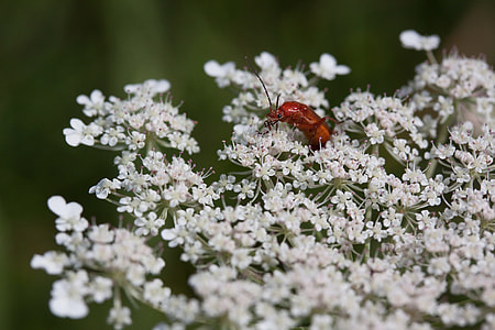 Meadows-Yarrow, Achillea Millefolium thumbnail