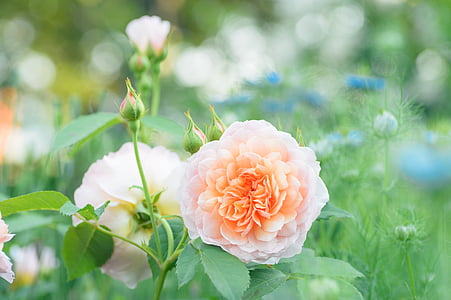 selective focus photography of white and orange peony flower thumbnail