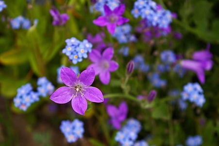 purple campanula flowers and forget-me-not flowers closeup photography thumbnail