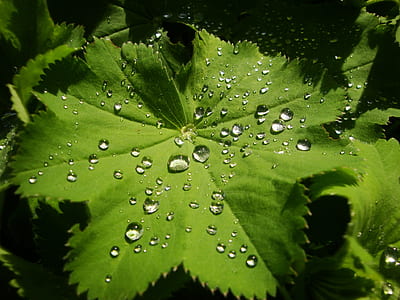 green leaf thumbnail