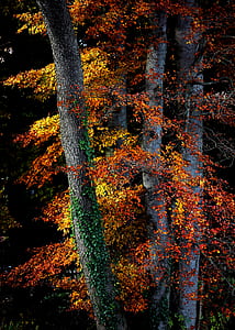 orange leafed trees thumbnail