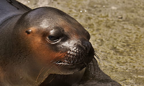 black seal thumbnail
