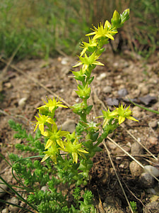 Sedum Acre, Goldmoss Stonecrop thumbnail