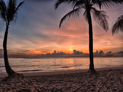 silhouette of palm trees thumbnail