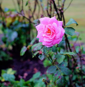 close-up photo of full bloom pink rose thumbnail