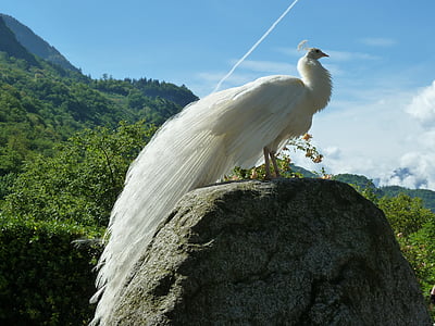 photo of white peacock standing on rock thumbnail