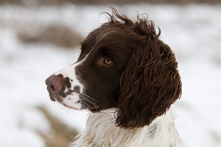 long-coated white and brown dog thumbnail