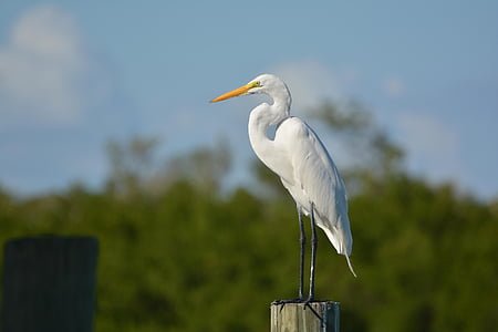 white bird thumbnail