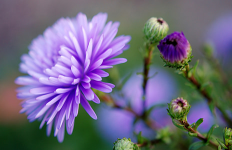purple chrysanthemums in bloom at daytime thumbnail