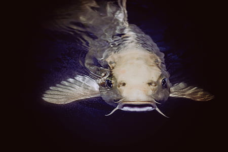 brown fish thumbnail