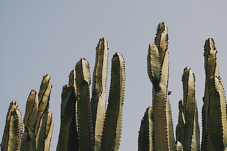 close up photo of green cactus during daytime thumbnail