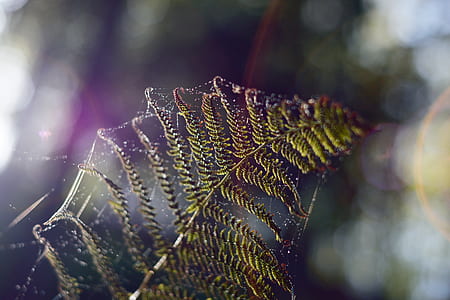 bokeh photography of fern l thumbnail