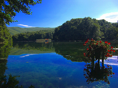 green leafed trees and plants near water thumbnail