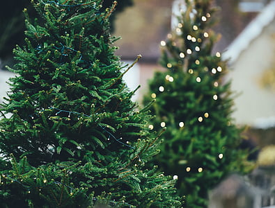 selective focus photography of Christmas tree thumbnail