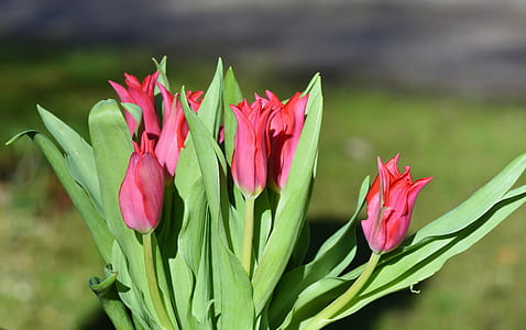 selective focus photography of red petaled flowers at daytime thumbnail