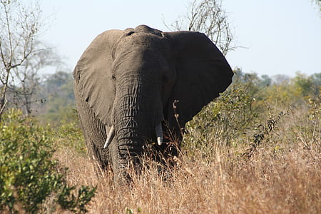 gray elephant through grass thumbnail