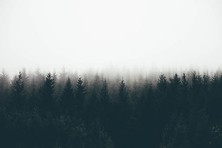 fog in forest thumbnail