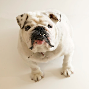 adult white English bulldog thumbnail