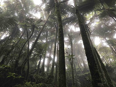 low angle photo of trees thumbnail