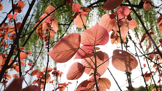 Leaf, Red Leaves thumbnail