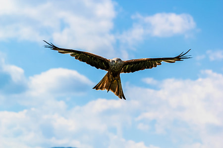 low angle photo of hawk thumbnail