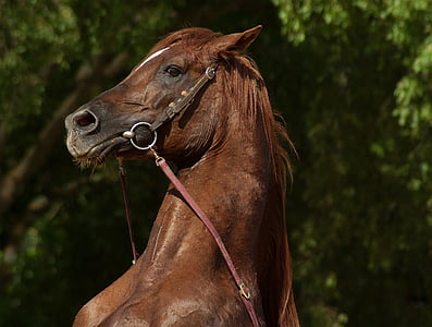 brown horse thumbnail