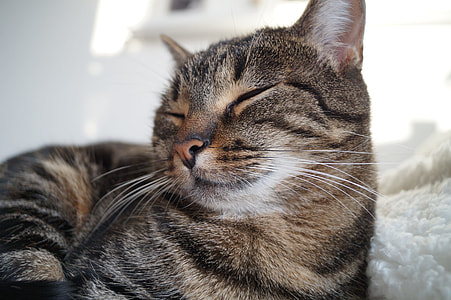 close-up photography of brown tabby cat thumbnail