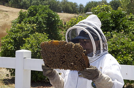man holding honeycomb filled with bees thumbnail