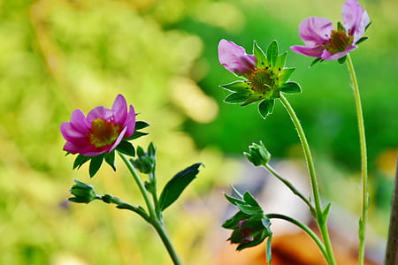 pink peonies selective-focus photography thumbnail