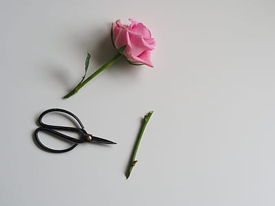 cut stem of pink rose on white surface with black scissor thumbnail