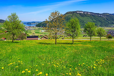 green leafed trees during daytime thumbnail