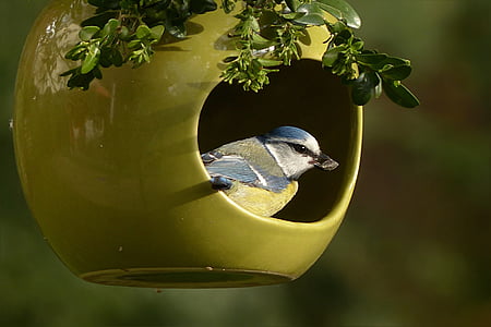 blue tit, cyanistes caeruleus, bird, small bird, garden, foraging thumbnail