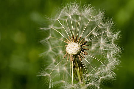 selective focus photography of dandelion plant thumbnail
