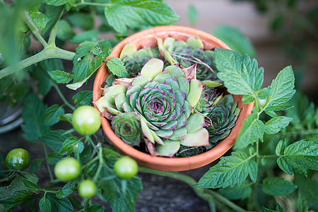 succulent plant in brown planter pot thumbnail