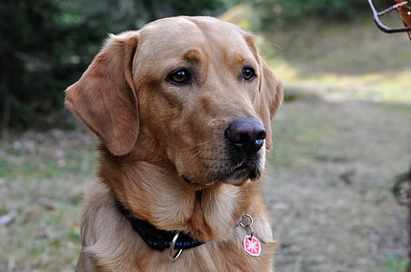 close-up photograph of adult golden retriever thumbnail
