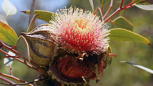 red thistle flower thumbnail