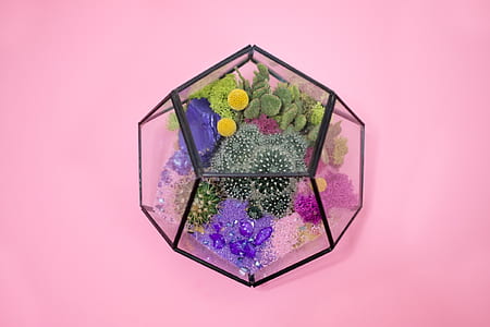 plants inside terrarium thumbnail