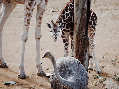 ostrich near giraffe during day thumbnail