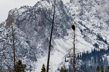 Bald Eagle on Tree thumbnail