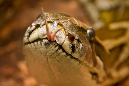 close-up photography of snake thumbnail