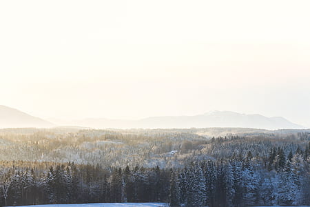 aerial photo of pine trees covered with snow at daytime thumbnail