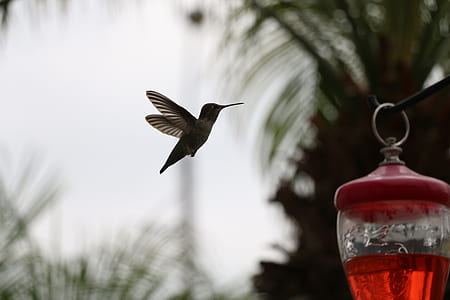 hummingbird flying near clear glass bottle hanged on black rope thumbnail