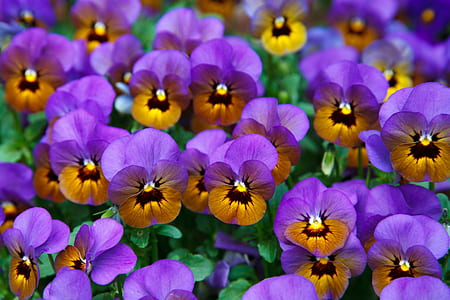 purple-and-brown petaled flowers thumbnail