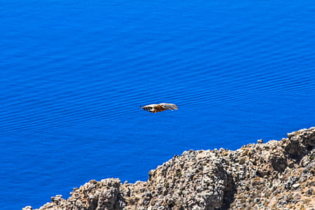 sea, nature, bird, flying thumbnail